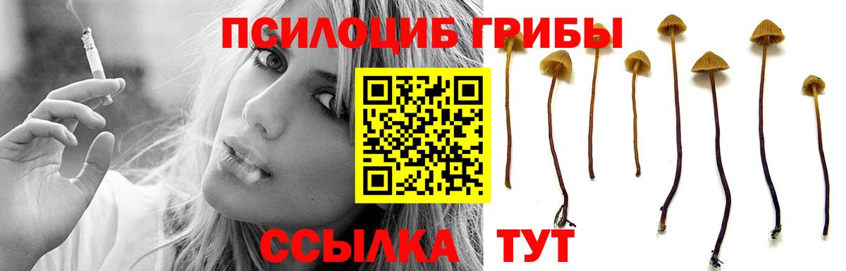 Псилоцибиновые грибы Psilocybe Новозыбков